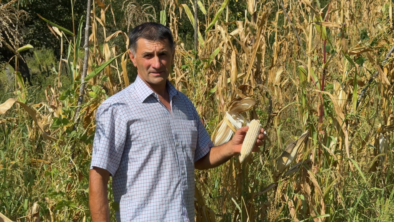 Lăzărică Gruița – Agricultor și Producător de Mălai Alb Tradițional