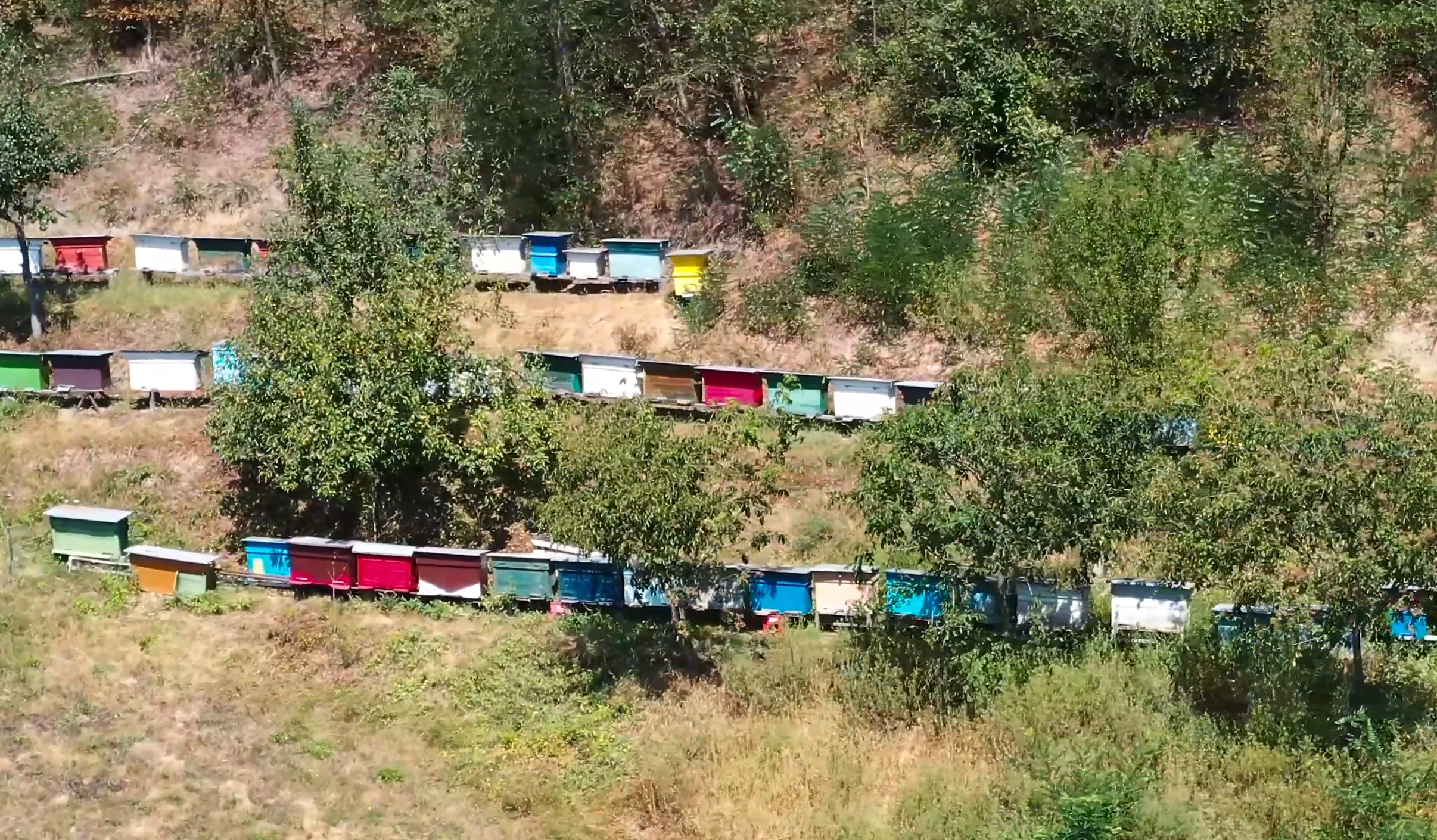Miere Bio Autentică - Gruia Lazăr - Valea Ravensca